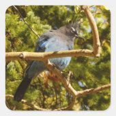 Steller's Jay at Rocky Vierkante Sticker (Voorkant)