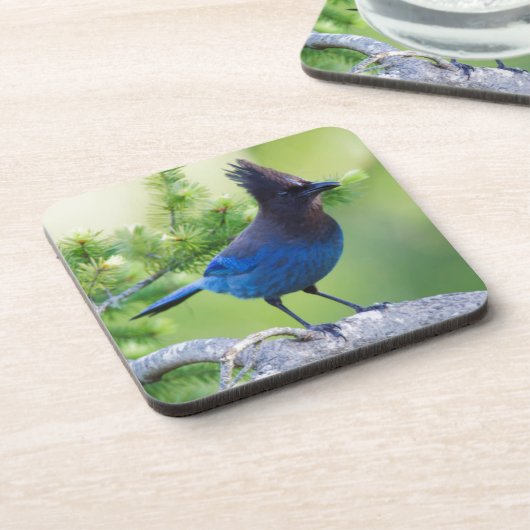 Stellers Jay Bier Onderzetter (Linkerzijde)