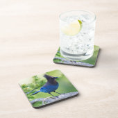 Stellers Jay Bier Onderzetter (Rechterzijde)