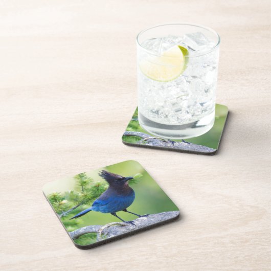 Stellers Jay Bier Onderzetter (Rechterzijde)