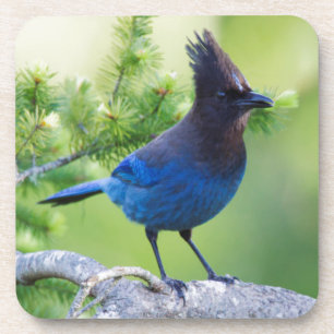 Stellers Jay Bier Onderzetter