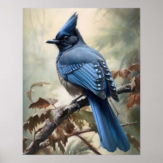 Steller's Jay Bird Art Print Poster (Voorkant)