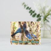 Stellers Jay Briefkaart (Staand voorkant)