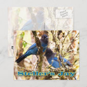Stellers Jay Briefkaart (Voorkant / Achterkant)