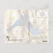 Stellers Jay Briefkaart (Achterkant)