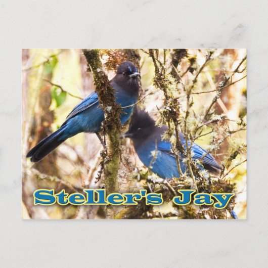 Stellers Jay Briefkaart (Voorkant)