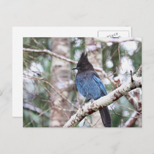 Stellers Jay Briefkaart (Voorkant / Achterkant)