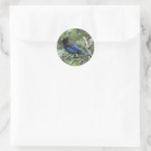 Steller's Jay - Envelope Stickers (Tas)