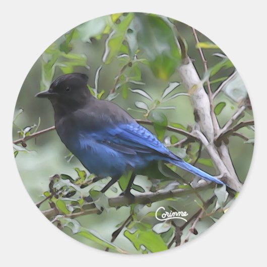 Steller's Jay - Envelope Stickers (Voorkant)