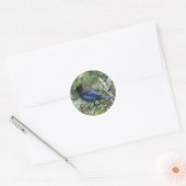 Steller's Jay - Envelope Stickers (Envelop)