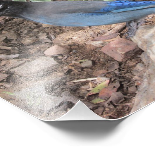 Stellers Jay Foto Afdruk (Hoek)