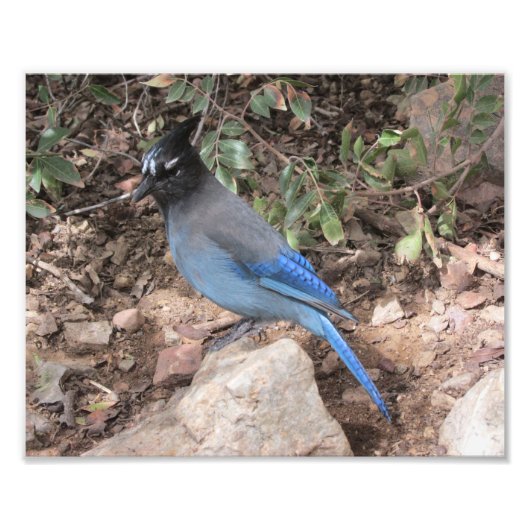 Stellers Jay Foto Afdruk (Voorkant)