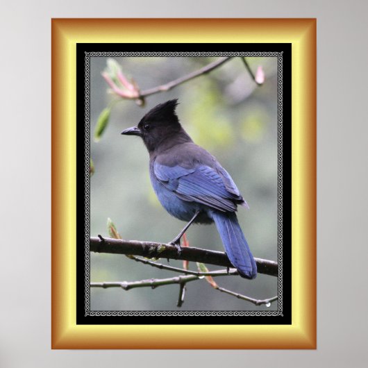 "Steller's Jay" ~ Golden Lijst Series 001 ~ Poster (Voorkant)