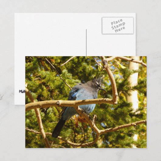 Steller's Jay in Rocky Mountain National Park Briefkaart (Voorkant / Achterkant)