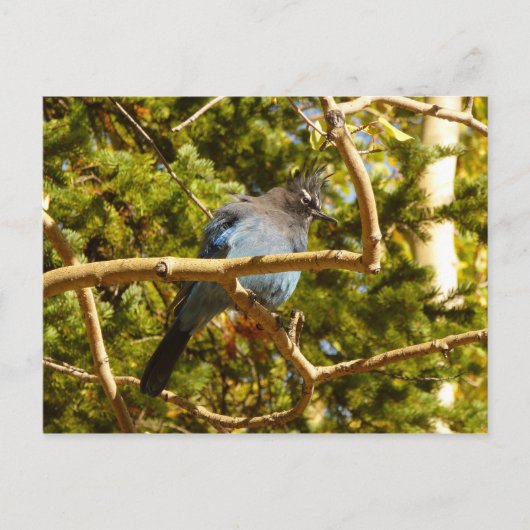 Steller's Jay in Rocky Mountain National Park Briefkaart (Voorkant)