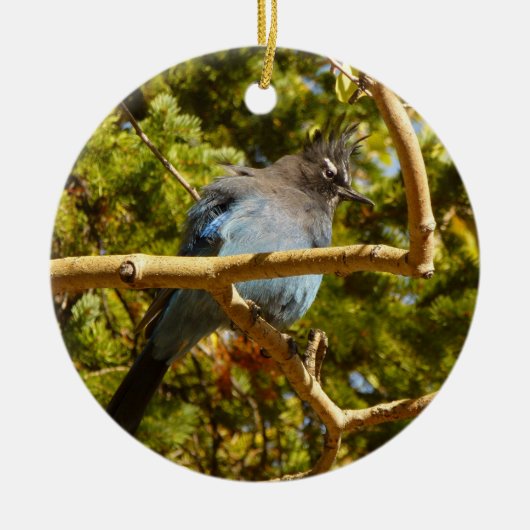 Steller's Jay in Rocky Mountain National Park Keramisch Ornament (Voorkant)