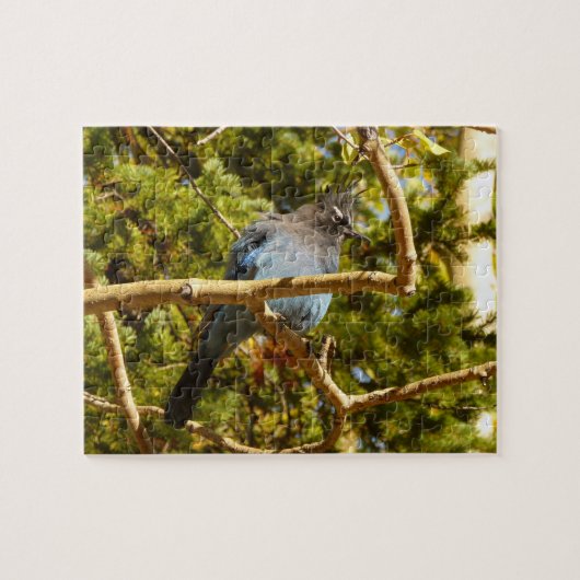 Steller's Jay in Rocky Mountain National Park Legpuzzel (Horizontaal)