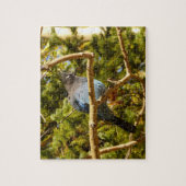 Steller's Jay in Rocky Mountain National Park Legpuzzel (Verticaal)