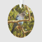 Steller's Jay in Rocky Mountain National Park Ornament (voorkant)