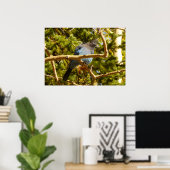 Steller's Jay in Rocky Mountain National Park Poster (Thuiskantoor)