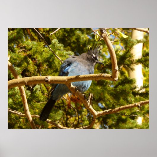 Steller's Jay in Rocky Mountain National Park Poster (Voorkant)