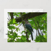 Steller's Jay in Yosemite National Park Briefkaart (Voorkant / Achterkant)