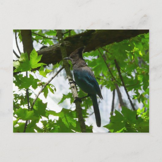 Steller's Jay in Yosemite National Park Briefkaart (Voorkant)