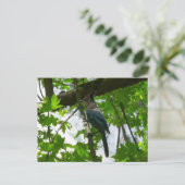 Steller's Jay in Yosemite National Park Briefkaart (Staand voorkant)