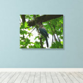 Steller's Jay in Yosemite National Park Canvas Afdruk (Insitu (Houten vloer))