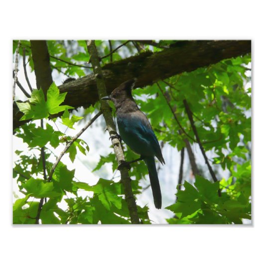 Steller's Jay in Yosemite National Park Foto Afdruk (Voorkant)