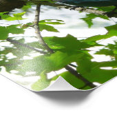 Steller's Jay in Yosemite National Park Foto Afdruk (Hoek)