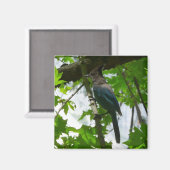 Steller's Jay in Yosemite National Park Magneet (Voorkant / Achterkant)