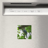 Steller's Jay in Yosemite National Park Magneet (Insitu (Vaatwasser))