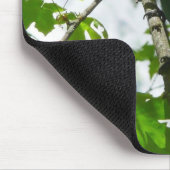 Steller's Jay in Yosemite National Park Muismat (Hoek)