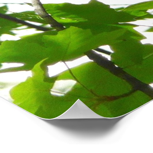 Steller's Jay in Yosemite National Park Poster (Hoek)