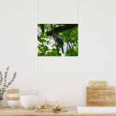 Steller's Jay in Yosemite National Park Poster (Keuken)