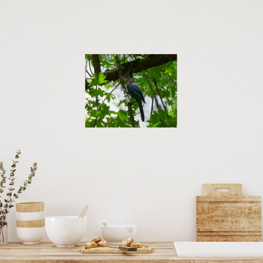 Steller's Jay in Yosemite National Park Poster (Keuken)