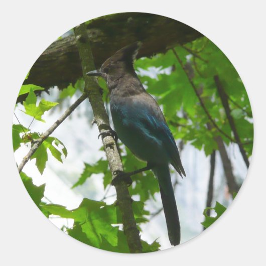 Steller's Jay in Yosemite National Park Ronde Sticker (Voorkant)