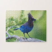 Stellers Jay Legpuzzel (Horizontaal)