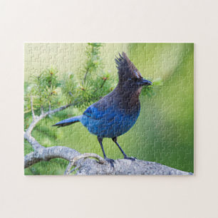 Stellers Jay Legpuzzel