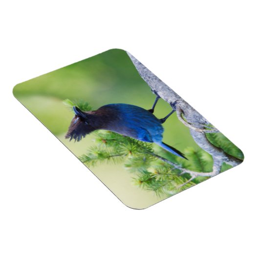 Stellers Jay Magneet (Rechterzijde)