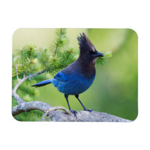 Stellers Jay Magneet