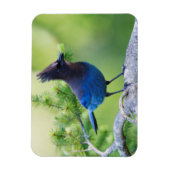 Stellers Jay Magneet (Verticaal)