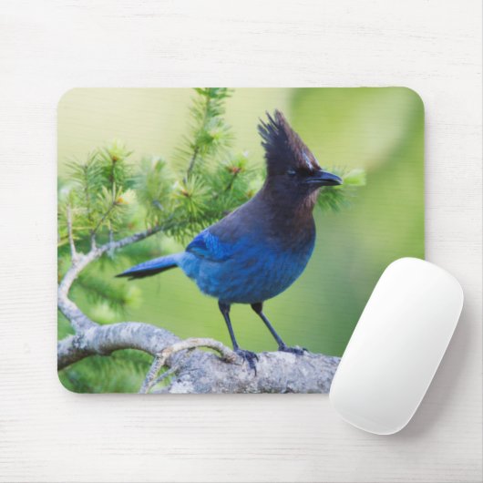 Stellers Jay Muismat (Met muis)