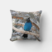 Steller's Jay op een Winterdag