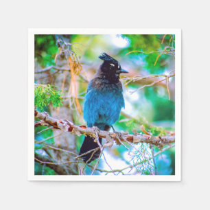 Steller's Jay - Originele Foto Servet