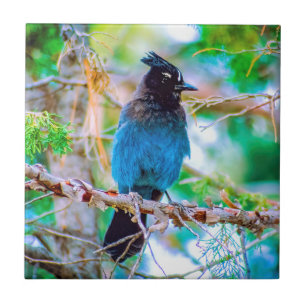 Steller's Jay - Originele Foto Tegeltje
