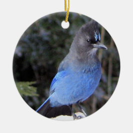 Stellers Jay Ornament
