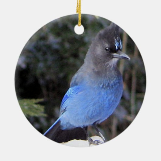 Stellers Jay Ornament (Achterkant)