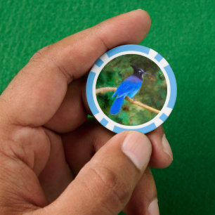Steller's Jay Painting - Originele Wild Bird Art Poker Chips